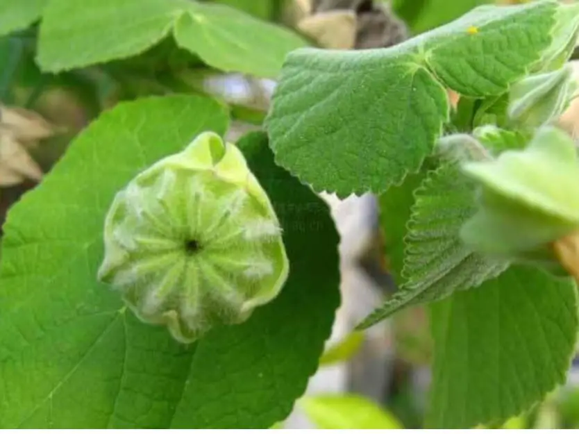 Abutilon indicum - Indian abutilon, Indian mallow - Image 8