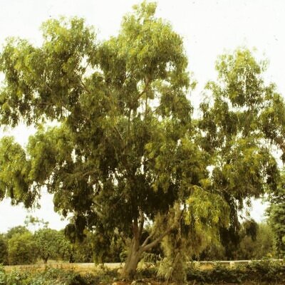 Acacia auriculiformis - Earleaf Acacia