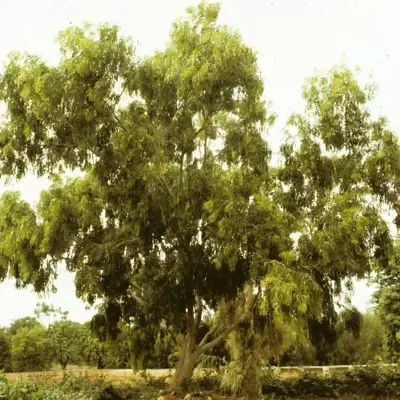 Acacia auriculiformis - Earleaf Acacia