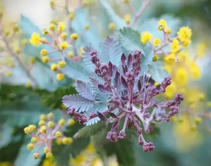 Acacia baileyana 'Purpurea' / Cootamundra wattle - Purple Cootamundra Wattle, Purple Fernleaf Acacia, Purple Leaf Acacia, Acacia Baileyana Purpurea - Image 3