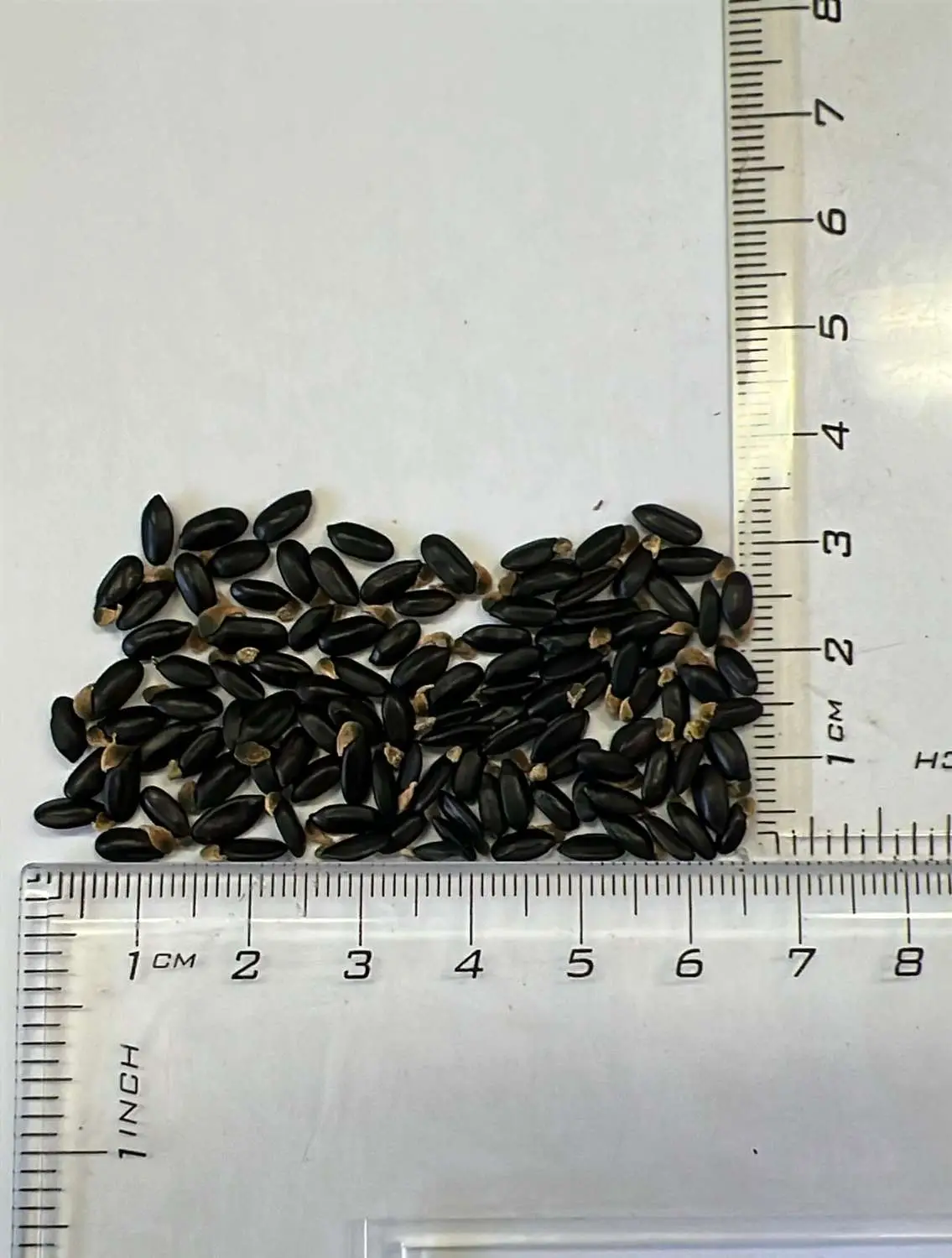 Acacia baileyana 'Purpurea' / Cootamundra wattle - Purple Cootamundra Wattle, Purple Fernleaf Acacia, Purple Leaf Acacia, Acacia Baileyana Purpurea - Image 5