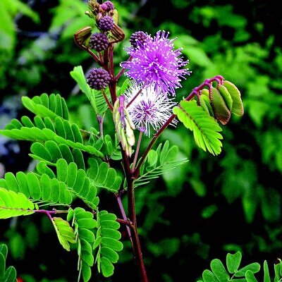 Acacia caesia - Palinja, Incha, Soap bark