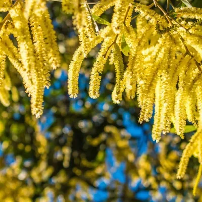 Acacia catechu - Senegalia catechu, Kher, Cachou, Cutchtree, Black Cutch, Black Catechu