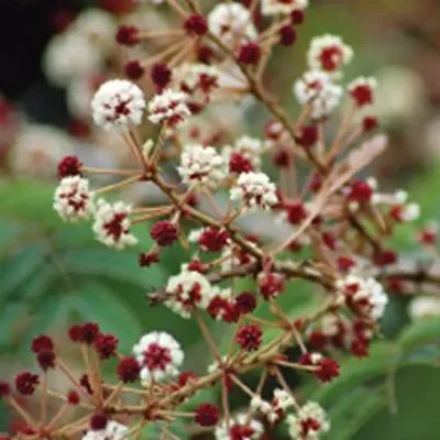 Acacia concinna / Acacia sinuata - Shikakai, Hair Fruit
