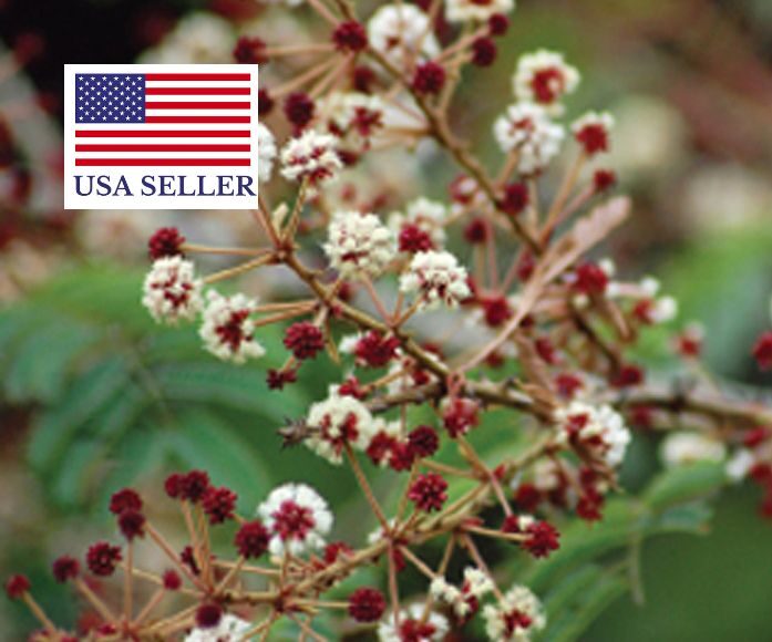 Acacia concinna / Acacia sinuata - Shikakai, Hair Fruit - Image 5