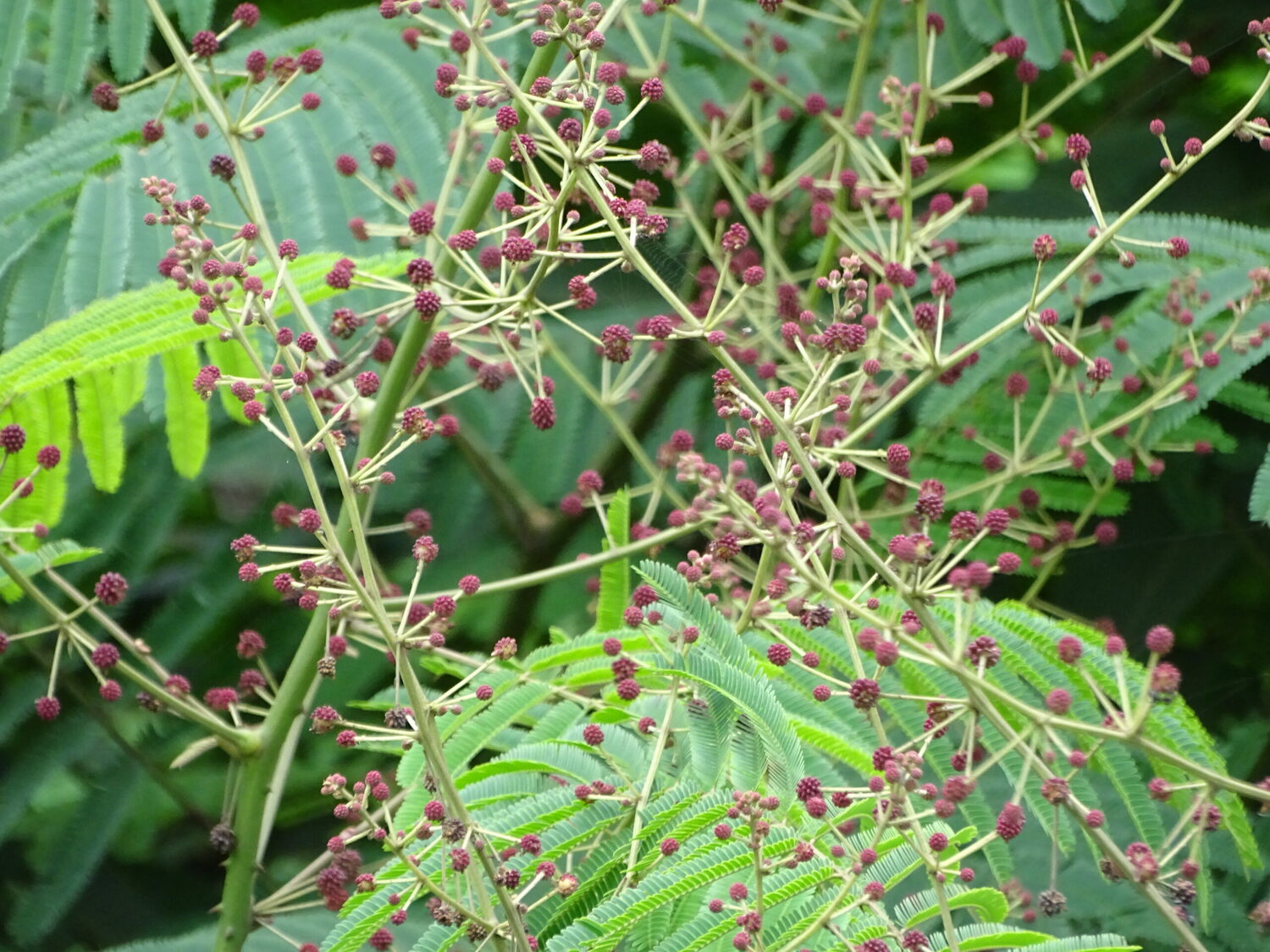 Acacia concinna / Acacia sinuata - Shikakai, Hair Fruit - Image 6