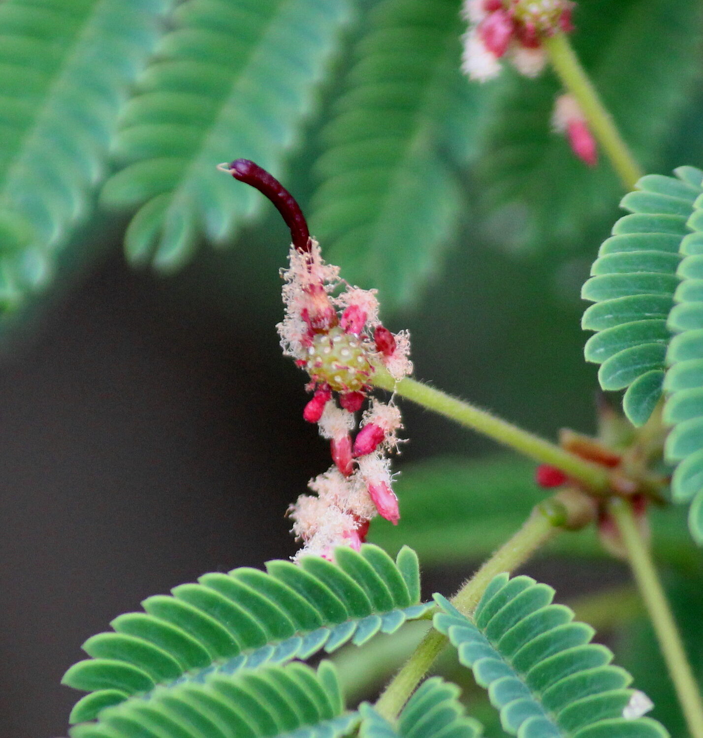 Acacia concinna / Acacia sinuata - Shikakai, Hair Fruit - Image 7