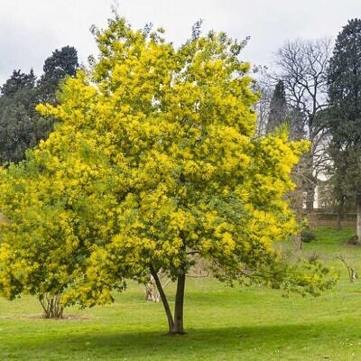 Acacia dealbata - Silver Wattle
