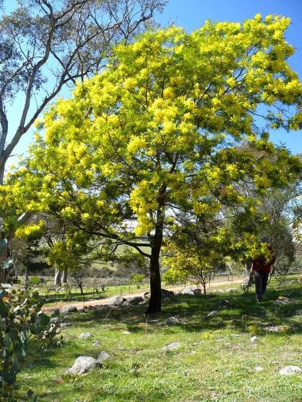 Acacia decurrens - Early Black Wattle - Image 2