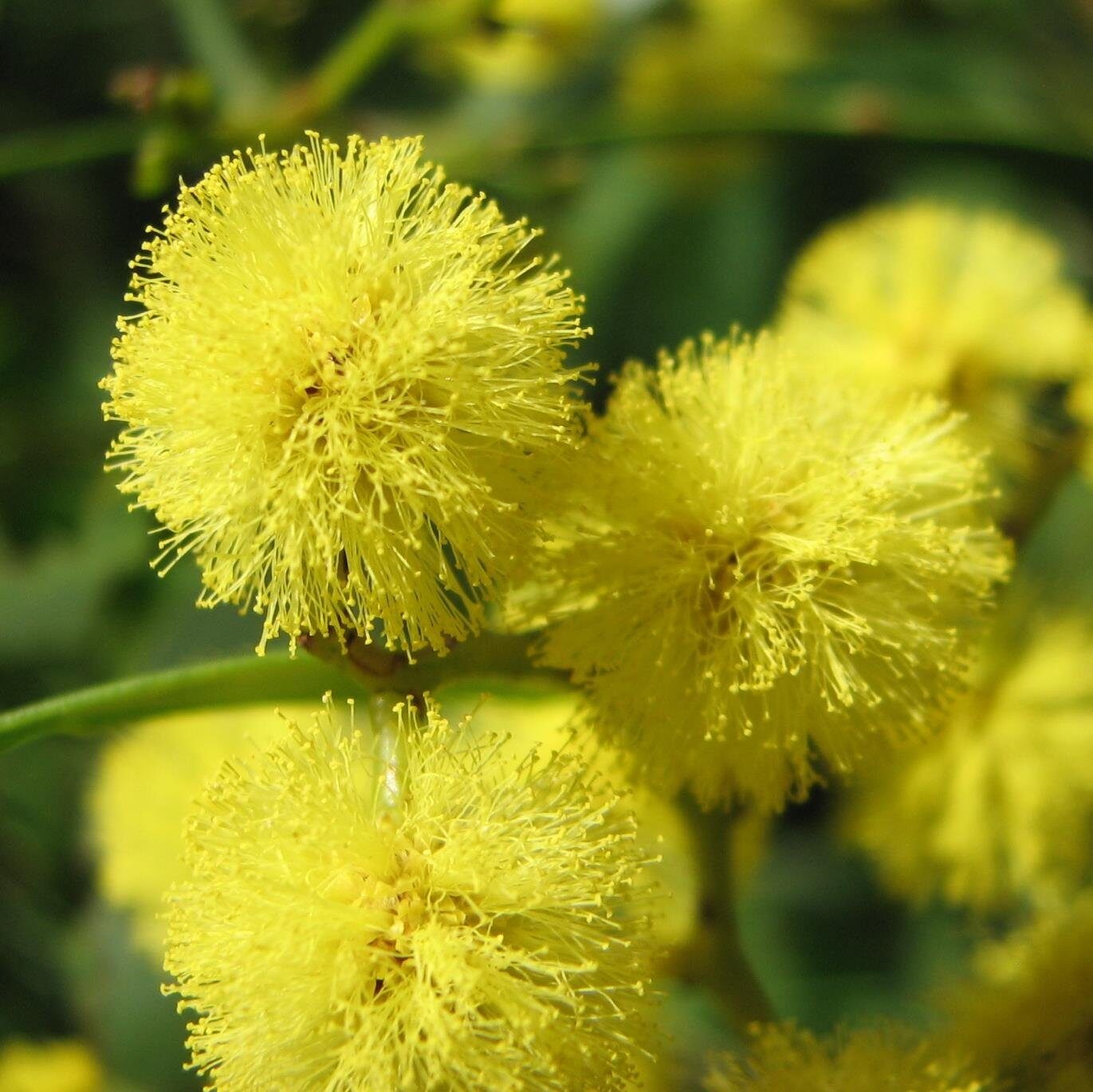 Acacia decurrens - Early Black Wattle - Image 3