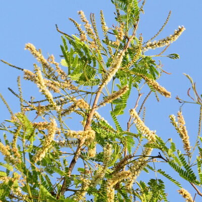 Acacia ferruginea -