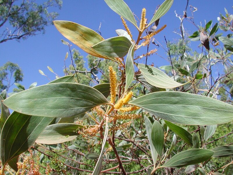 Acacia holosericea - Soapbush Wattle, Strap Wattle, Candelabra Wattle, Silver Wattle - Image 2