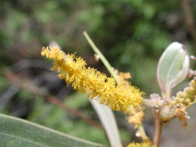 Acacia holosericea - Soapbush Wattle, Strap Wattle, Candelabra Wattle, Silver Wattle - Image 3