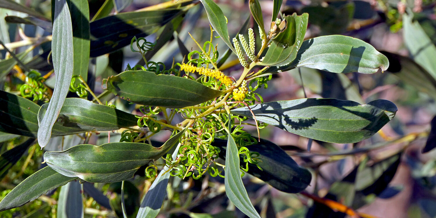 Acacia holosericea - Soapbush Wattle, Strap Wattle, Candelabra Wattle, Silver Wattle - Image 5