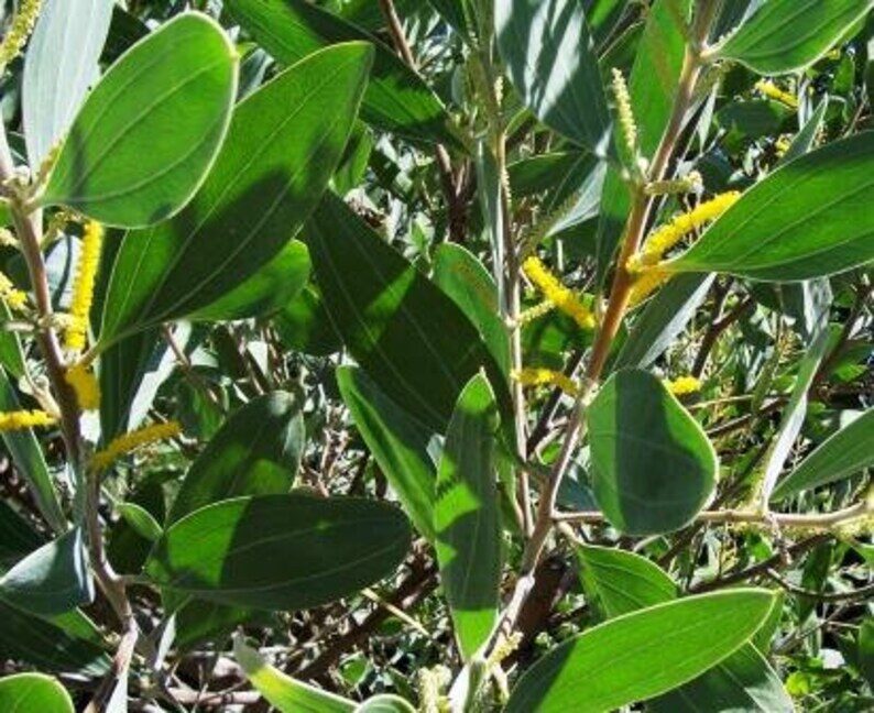 Acacia holosericea - Soapbush Wattle, Strap Wattle, Candelabra Wattle, Silver Wattle - Image 7
