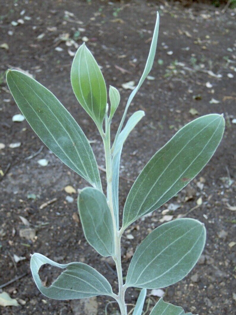 Acacia holosericea - Soapbush Wattle, Strap Wattle, Candelabra Wattle, Silver Wattle - Image 8