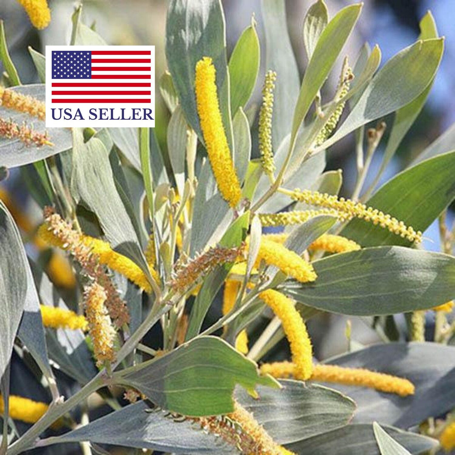 Acacia holosericea - Soapbush Wattle, Strap Wattle, Candelabra Wattle, Silver Wattle - Image 9