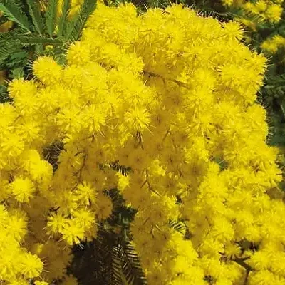 Acacia mangium - Black Wattle, Mangium Wattle