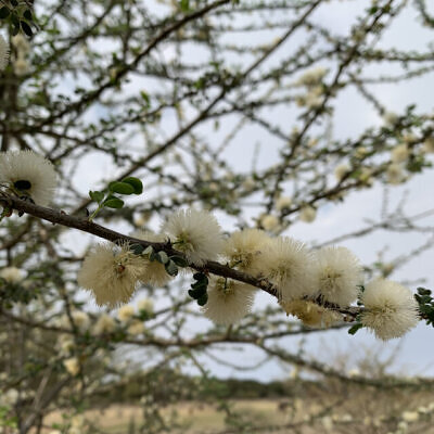 Acacia mellifera - Black Thorn Tree