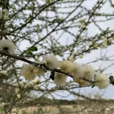 Acacia mellifera - Black Thorn Tree