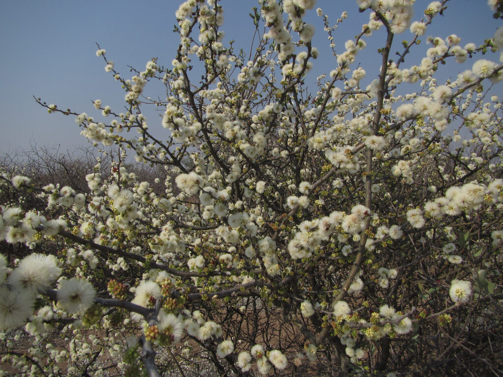 Acacia mellifera - Black Thorn Tree - Image 3