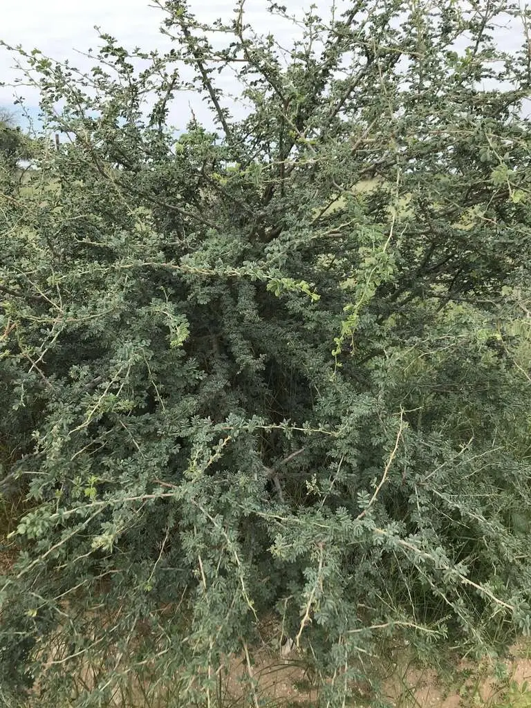 Acacia mellifera - Black Thorn Tree - Image 4
