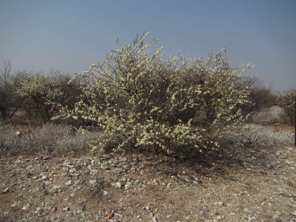Acacia mellifera - Black Thorn Tree - Image 5