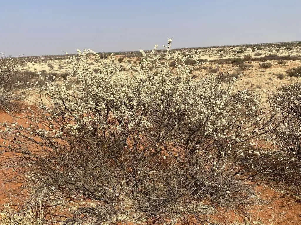 Acacia mellifera - Black Thorn Tree - Image 9