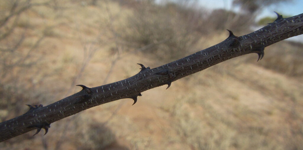 Acacia mellifera - Black Thorn Tree - Image 11