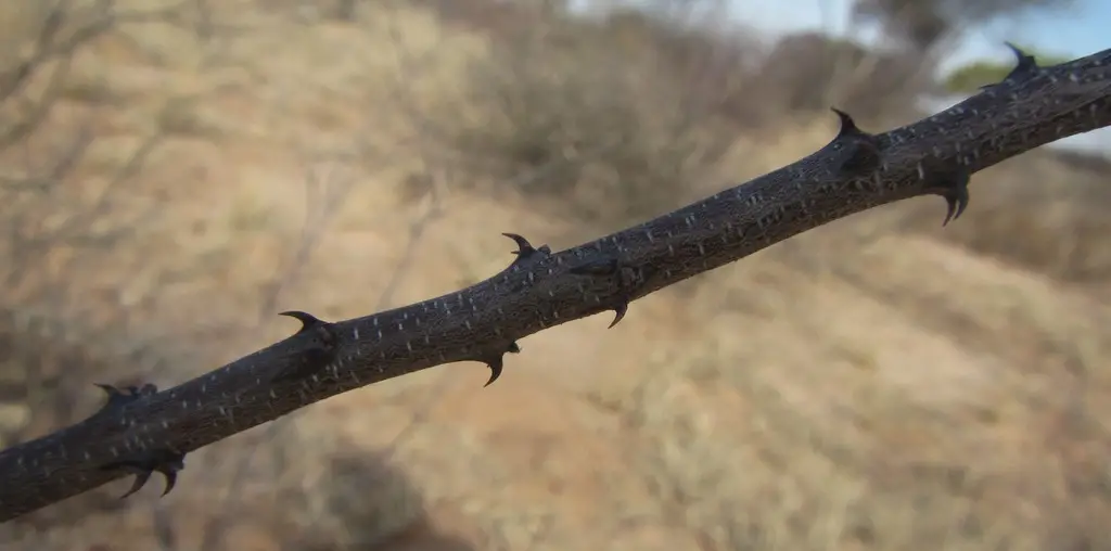 Acacia mellifera - Black Thorn Tree - Image 11