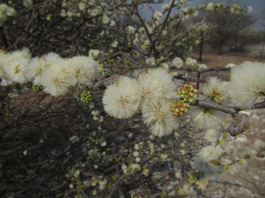 Acacia mellifera - Black Thorn Tree - Image 13