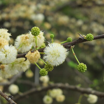 Acacia planifrons - Umbrella thorn