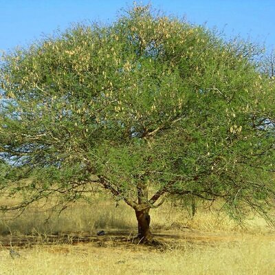 Acacia senegal - Gum Acacia, Gum Arabic Tree, Sudan Gum Arabic, Kher, Khor