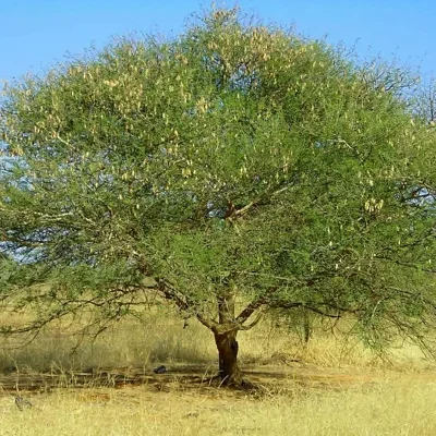 Acacia senegal - Gum Acacia, Gum Arabic Tree, Sudan Gum Arabic, Kher, Khor