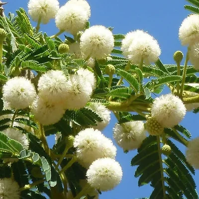 Acacia sieberiana - Paperback Thorn Tree, Vachellia sieberiana