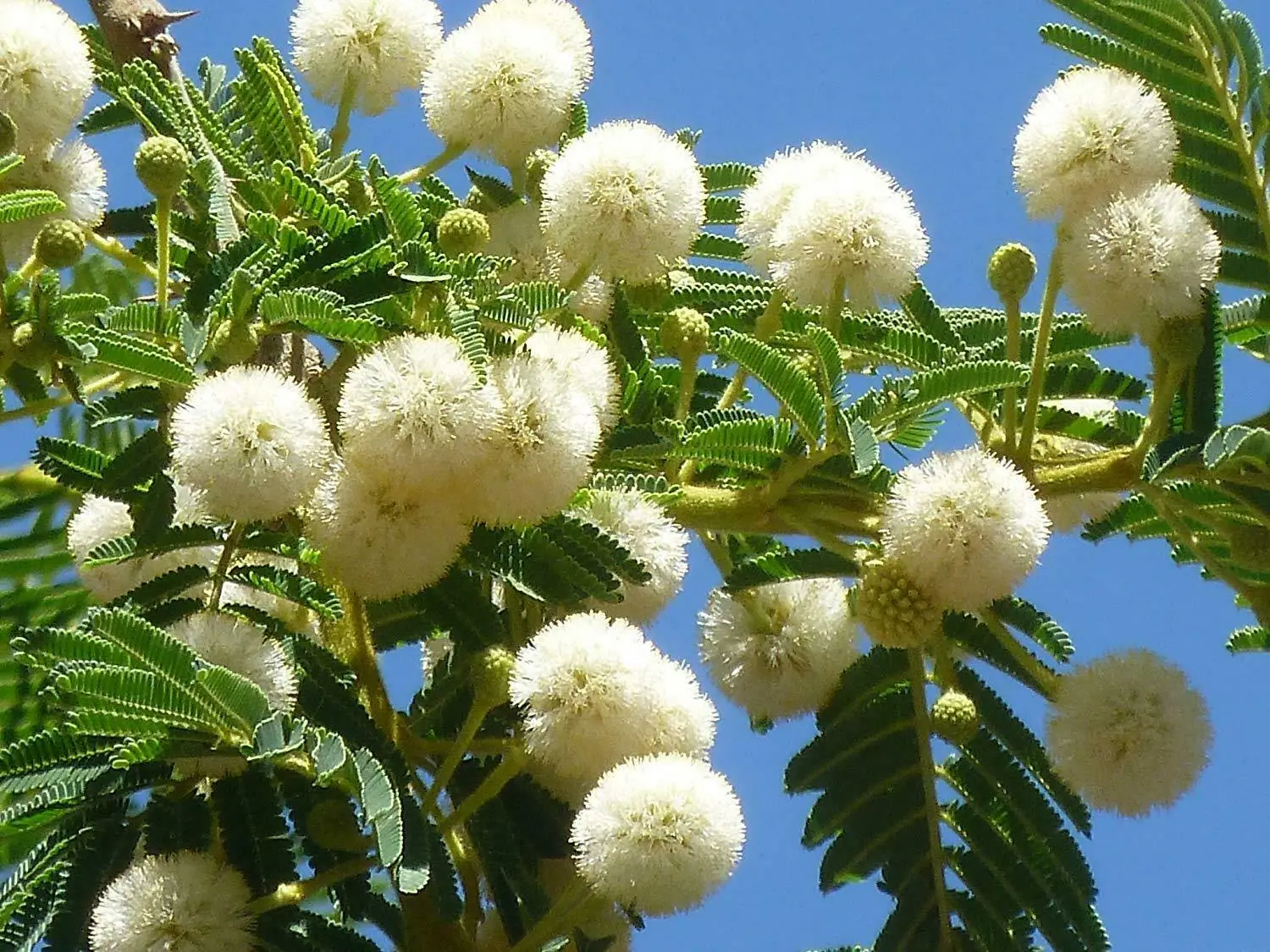 Acacia sieberiana - Paperback Thorn Tree, Vachellia sieberiana