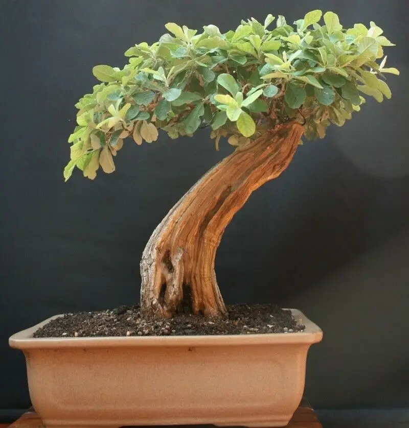 Acacia sieberiana - Paperback Thorn Tree, Vachellia sieberiana - Image 2