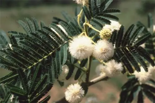 Acacia sieberiana - Paperback Thorn Tree, Vachellia sieberiana - Image 3