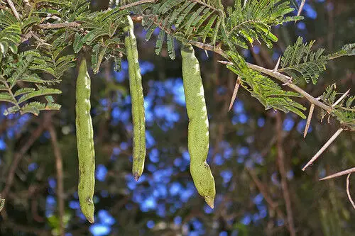 Acacia sieberiana - Paperback Thorn Tree, Vachellia sieberiana - Image 4