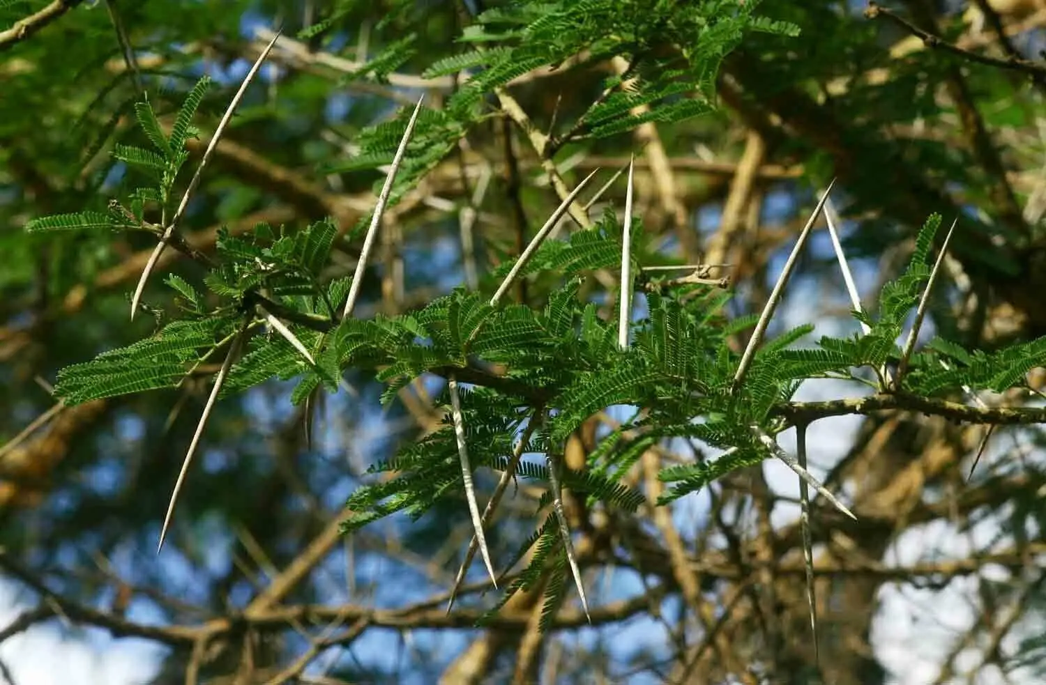 Acacia sieberiana - Paperback Thorn Tree, Vachellia sieberiana - Image 6