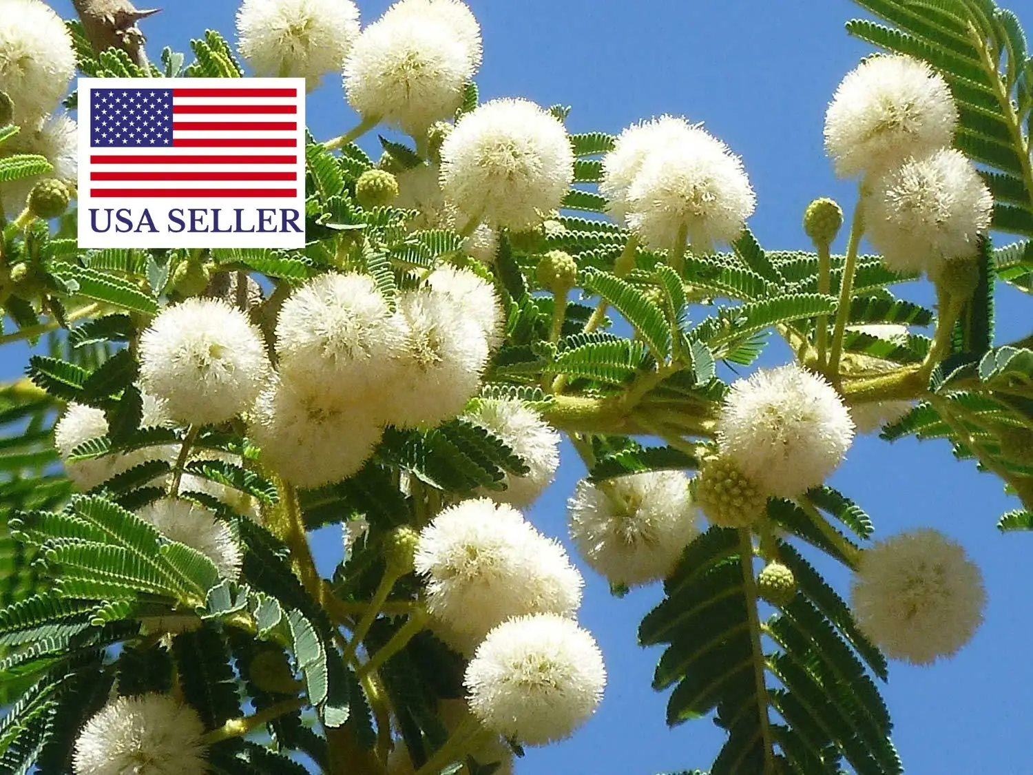 Acacia sieberiana - Paperback Thorn Tree, Vachellia sieberiana - Image 7