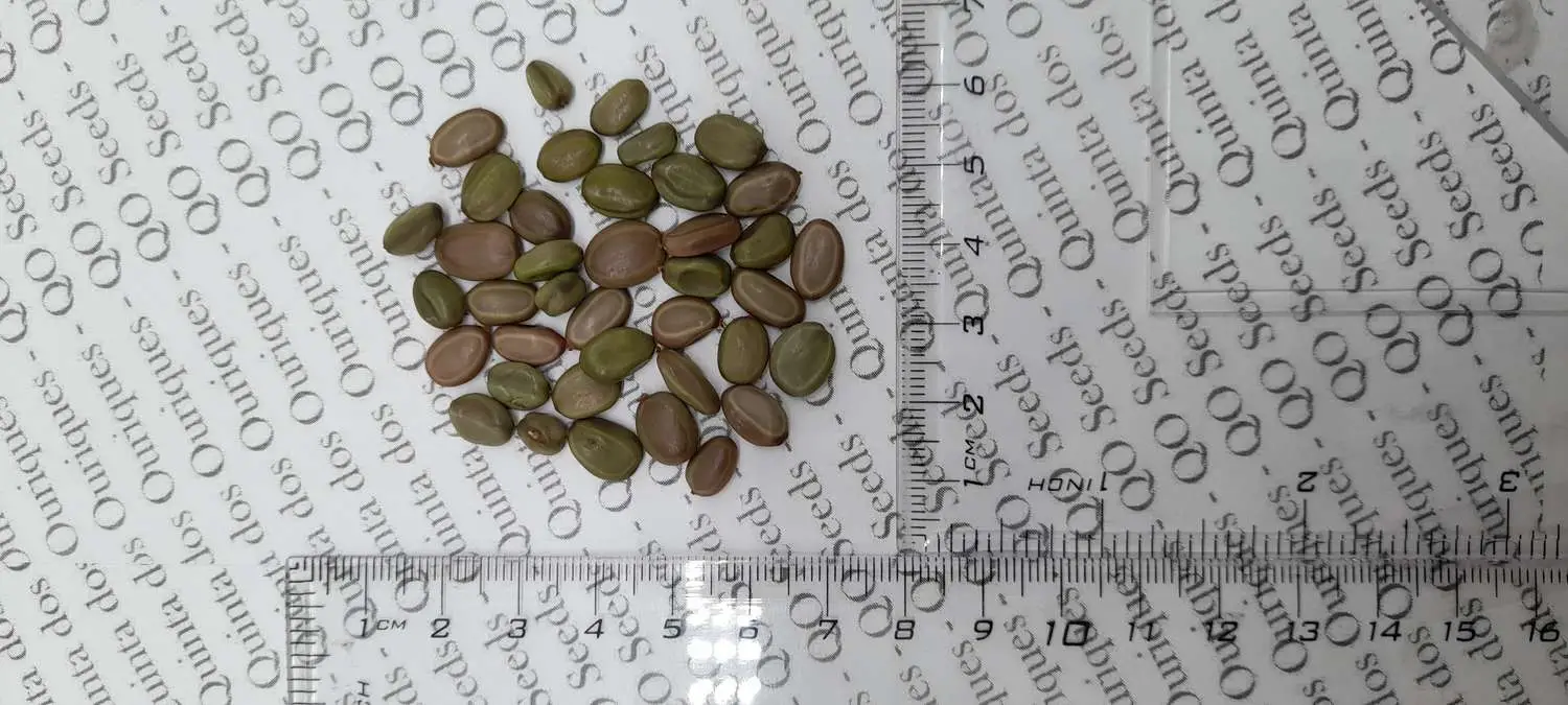 Acacia sieberiana - Paperback Thorn Tree, Vachellia sieberiana - Image 8