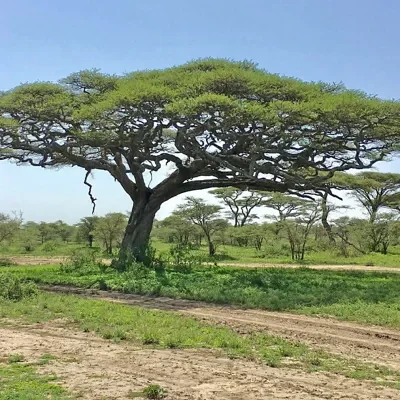 Acacia tortilis - Umbrella Thorn Tree