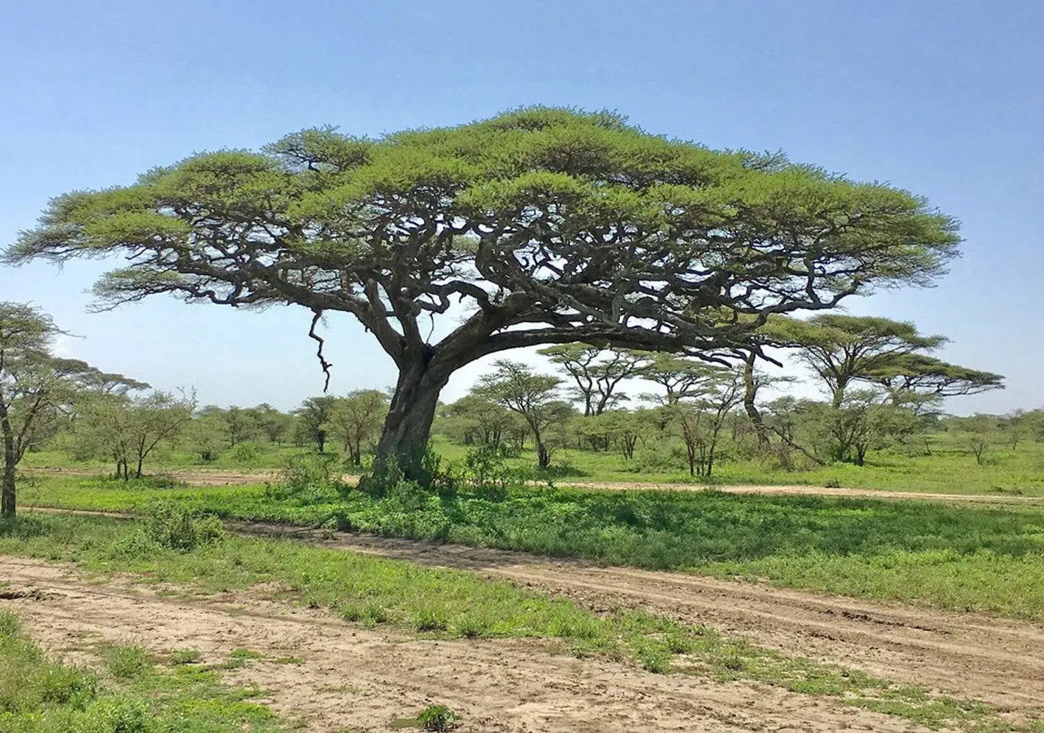 Acacia tortilis - Umbrella Thorn Tree