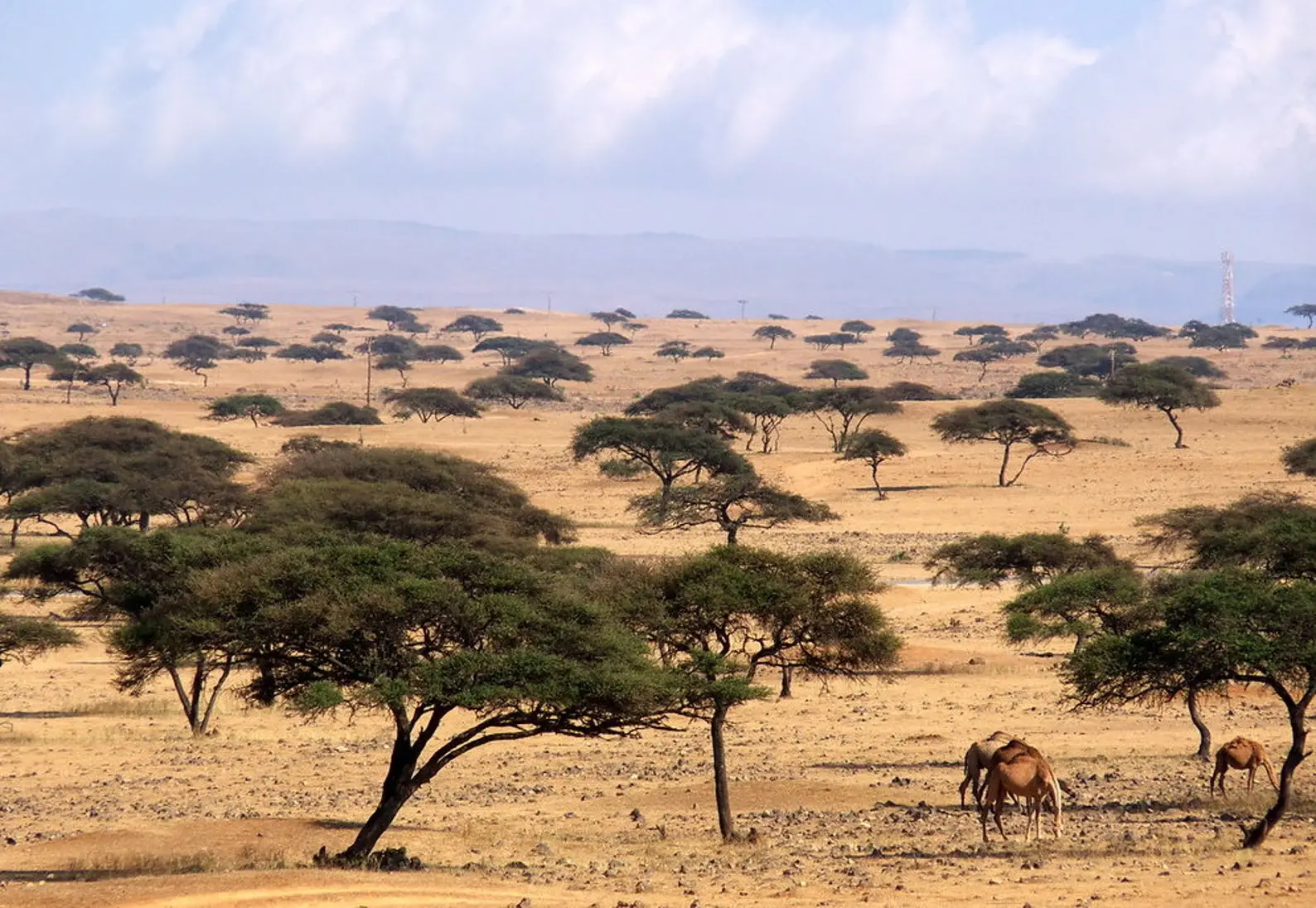 Acacia tortilis - Umbrella Thorn Tree - Image 3