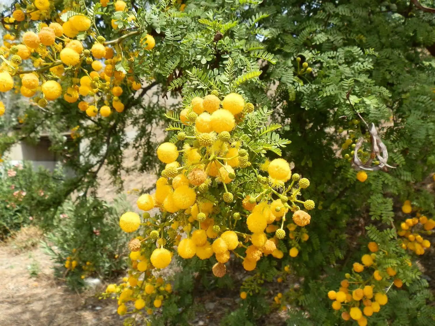 Acacia tortilis - Umbrella Thorn Tree - Image 4