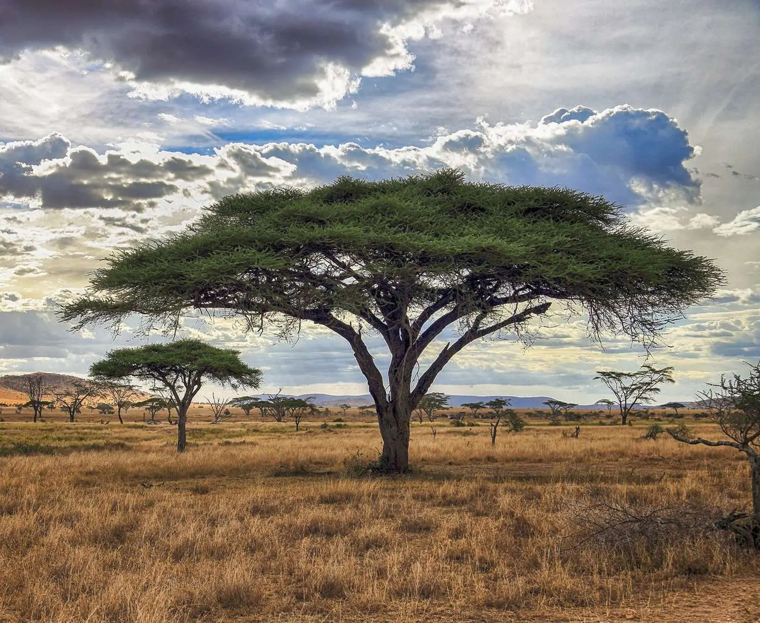 Acacia tortilis - Umbrella Thorn Tree - Image 7