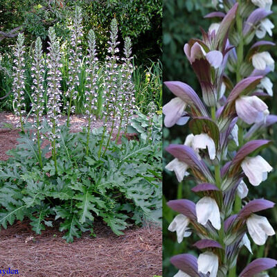 Acanthus mollis - Acanthus, Tame acanthus, Giant weed, Bear's foot