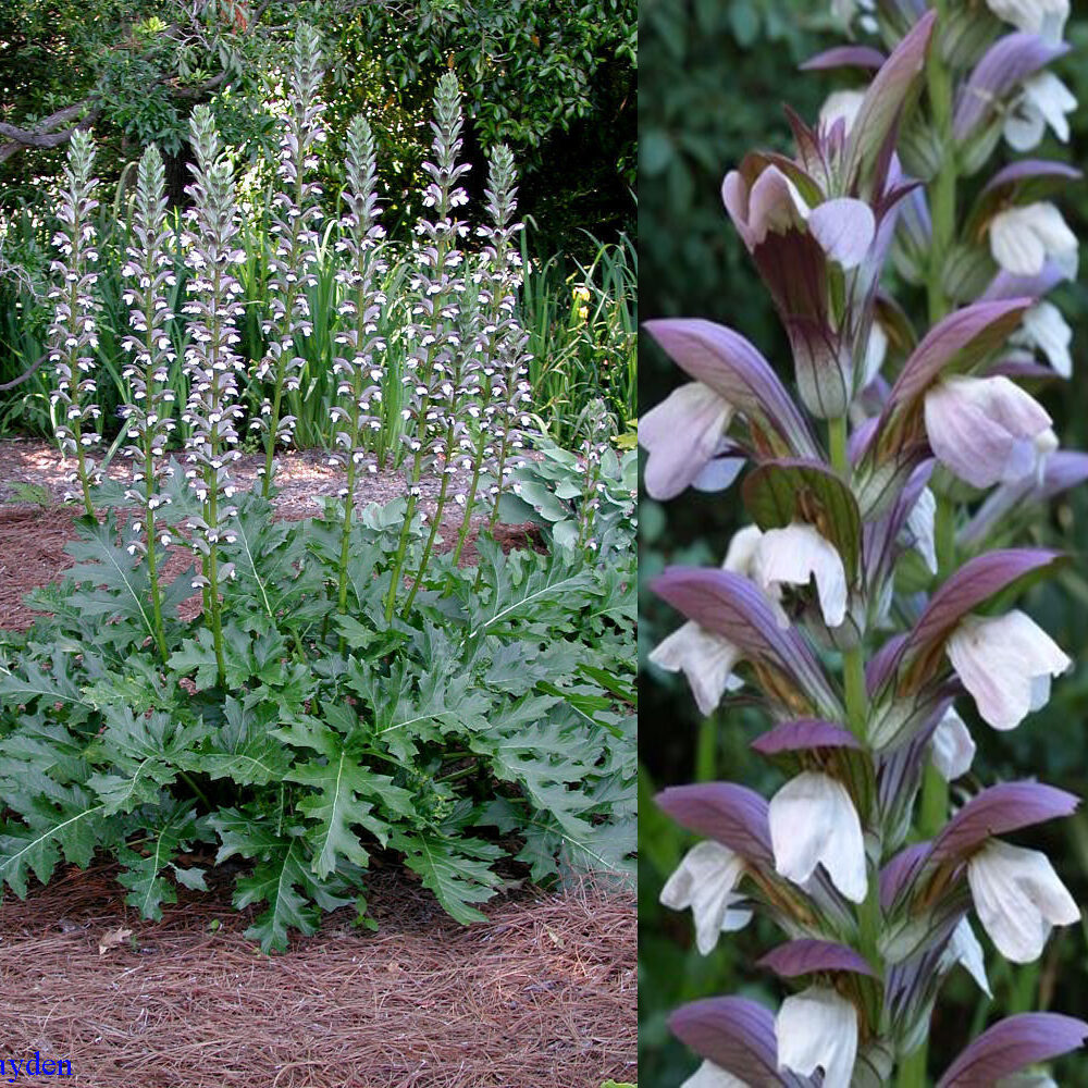 Acanthus mollis - Acanthus, Tame acanthus, Giant weed, Bear's foot