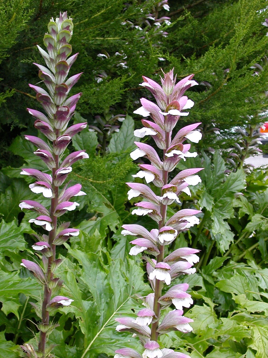 Acanthus mollis - Acanthus, Tame acanthus, Giant weed, Bear's foot - Image 2